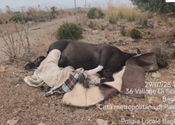 Macabra scoperta nelle campagne, rinvenuta la carcassa di un cavallo con collo e zampe legate