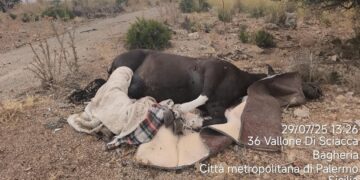 Macabra scoperta nelle campagne, rinvenuta la carcassa di un cavallo con collo e zampe legate