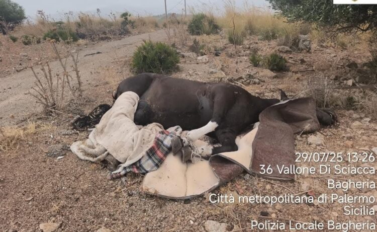 Macabra scoperta nelle campagne, rinvenuta la carcassa di un cavallo con collo e zampe legate