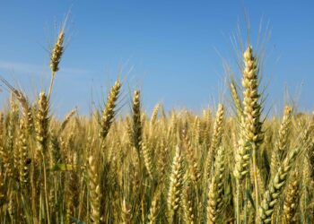 Grano al glifosato, allarme anche in provincia di Ragusa