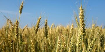 Grano al glifosato, allarme anche in provincia di Ragusa
