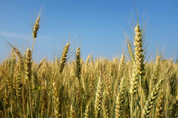 Grano al glifosato, allarme anche in provincia di Ragusa