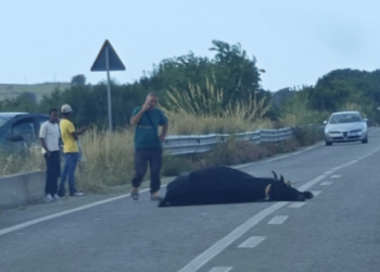 Ragusa-Chiaramonte, investe un bovino che si accascia e muore