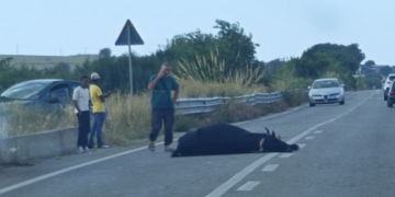 Ragusa-Chiaramonte, investe un bovino che si accascia e muore