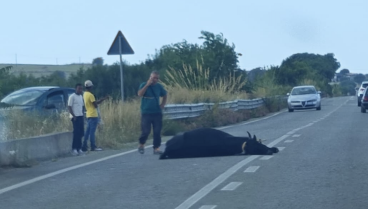 Ragusa-Chiaramonte, investe un bovino che si accascia e muore