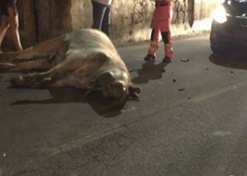 Investito un bovino lungo la Ragusa mare, tragedia sfiorata