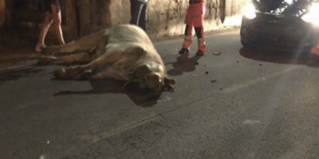 Investito un bovino lungo la Ragusa mare, tragedia sfiorata