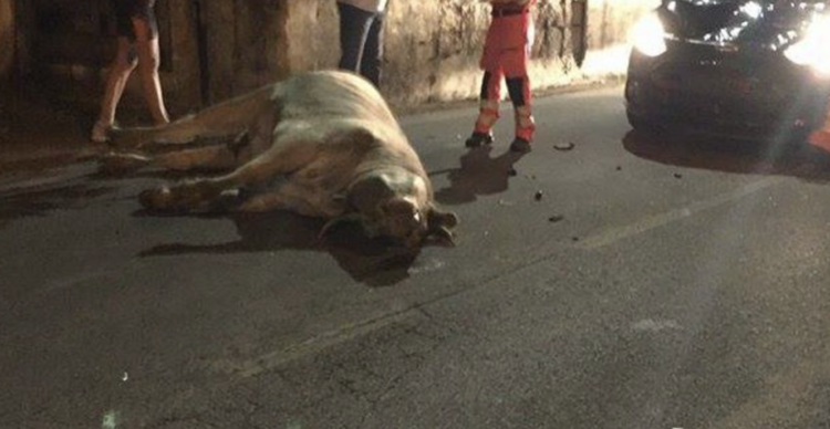 Investito un bovino lungo la Ragusa mare, tragedia sfiorata