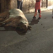 Investito un bovino lungo la Ragusa mare, tragedia sfiorata