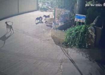 Branco di randagi entra in una villetta e sbrana la gattina domestica