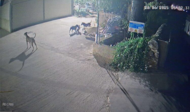 Branco di randagi entra in una villetta e sbrana la gattina domestica