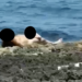Sesso orale in spiaggia in pieno giorno tra Marzamemi e Portopalo. E il video diventa virale