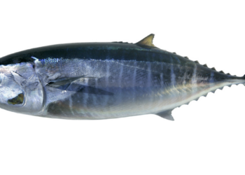 Scoglitti, sequestrati tre esemplari di tonno rosso