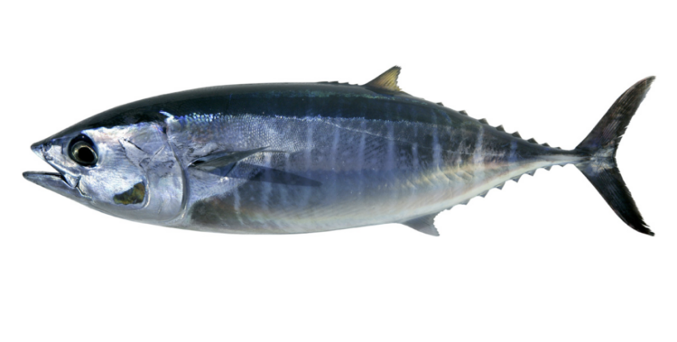 Scoglitti, sequestrati tre esemplari di tonno rosso