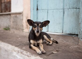 Extracomunitario sgozza cane randagio al centro del paese