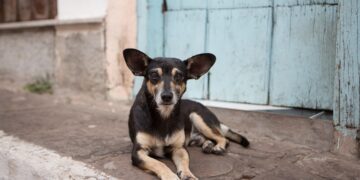 Extracomunitario sgozza cane randagio al centro del paese
