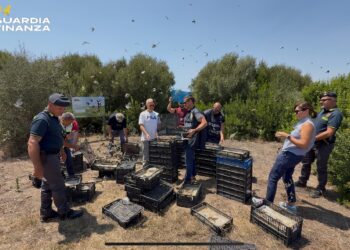 Pozzallo, sventato un ingente traffico di fauna selvatica: sequestrati ben 2.687 uccelli appartenenti a specie protette