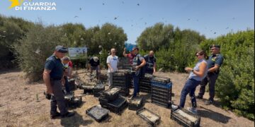 Pozzallo, sventato un ingente traffico di fauna selvatica: sequestrati ben 2.687 uccelli appartenenti a specie protette