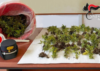 Vittoria, nella serra coltivava stupefacenti: arrestato un giovane di 23 anni
