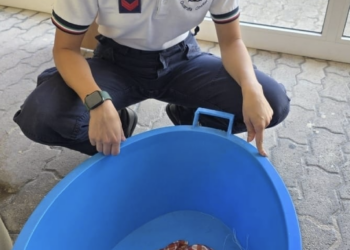 Porto di Pozzallo, salvata tartaruga Caretta caretta