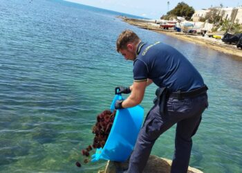 Bracconieri depredano i fondali tra Cava d’Aliga e Sampieri, sequestrati 700 ricci di mare