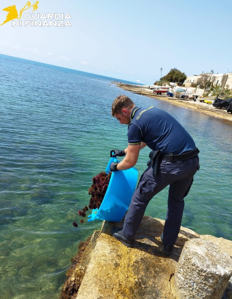 Bracconieri depredano i fondali tra Cava d’Aliga e Sampieri, sequestrati 700 ricci di mare