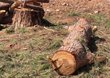 Vittoria, altri pini abbattuti in piazza Cesare De Bus: è protesta