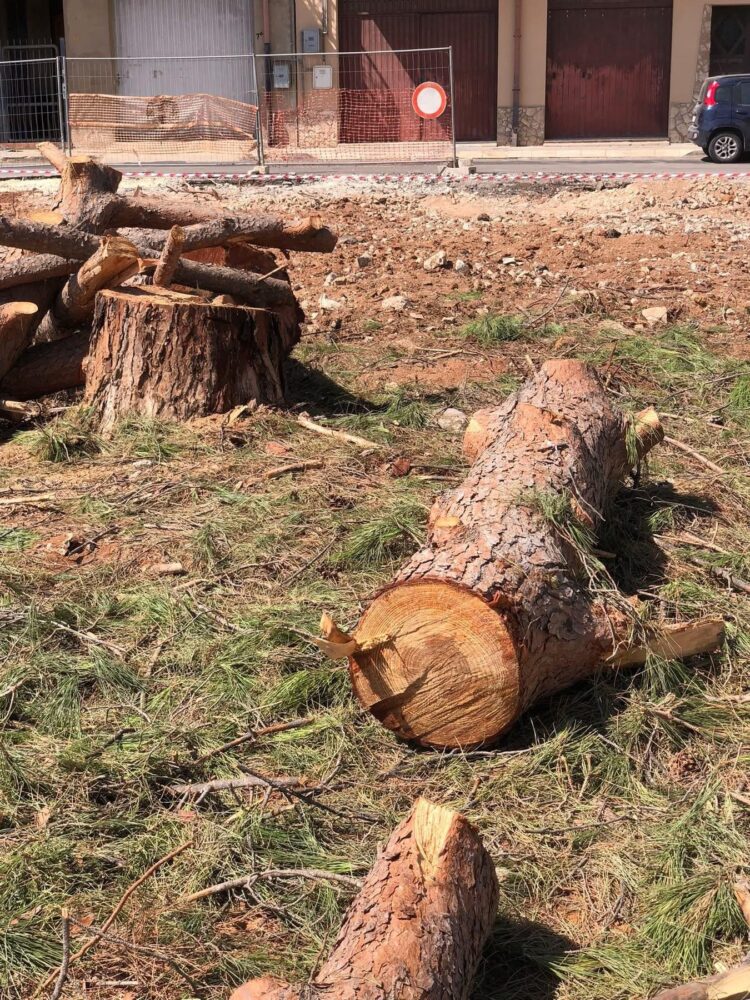 Vittoria, altri pini abbattuti in piazza Cesare De Bus: è protesta