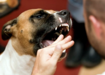 Ragusa, aggredita da un cane nel cuore di Ibla