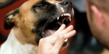 Ragusa, aggredita da un cane nel cuore di Ibla