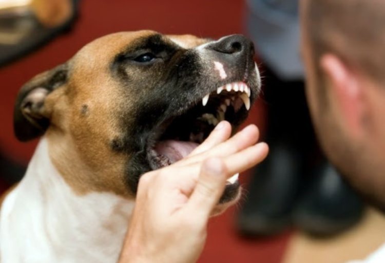 Ragusa, aggredita da un cane nel cuore di Ibla