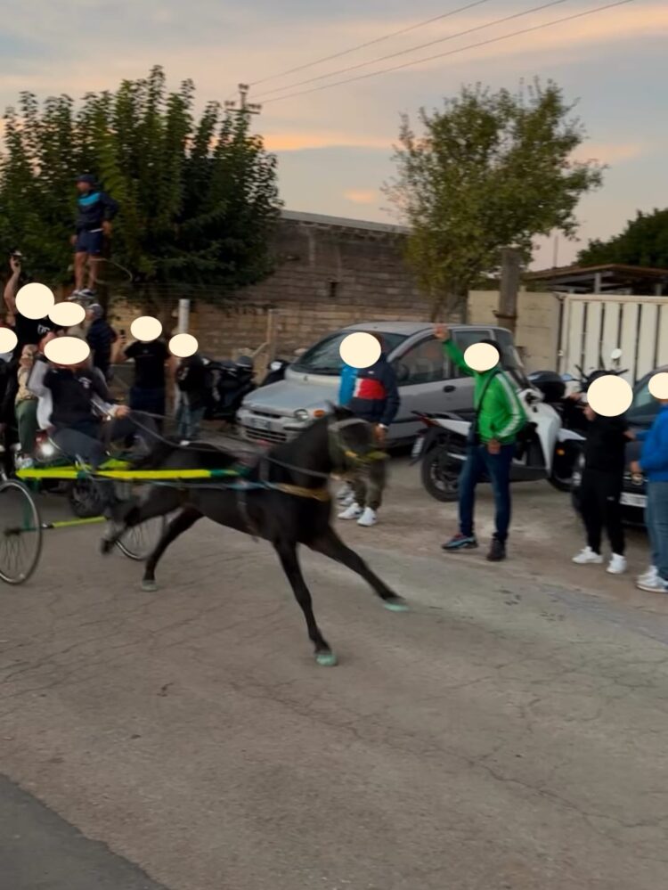 Acate e le corse di cavalli all’alba, l’Oipa: “Rischiamo di tornare all’anno zero”