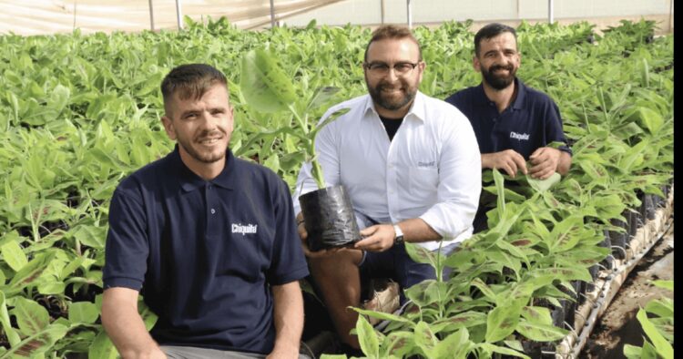 A Marina di Ragusa la prima piantagione in Italia delle banane Chiquita