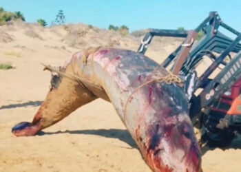 Ispica, rimossa dalla spiaggia la carcassa di un cetaceo