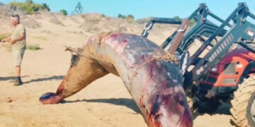 Ispica, rimossa dalla spiaggia la carcassa di un cetaceo