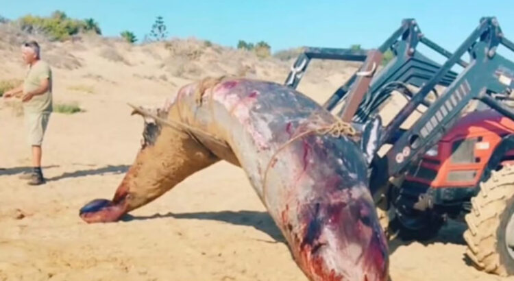 Ispica, rimossa dalla spiaggia la carcassa di un cetaceo