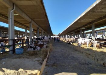 Ragusa, la Fiera agroalimentare mediterranea taglia il traguardo del mezzo secolo di vita