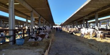 Ragusa, la Fiera agroalimentare mediterranea taglia il traguardo del mezzo secolo di vita