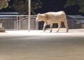 Marina di Modica, un bovino in cerca di relax fotografato in piazza Mediterraneo
