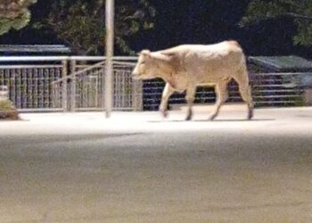 Marina di Modica, un bovino in cerca di relax fotografato in piazza Mediterraneo