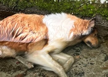 Vittoria, trovati tre cani morti in zona Boscorotondo