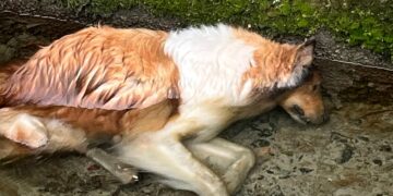 Vittoria, trovati tre cani morti in zona Boscorotondo