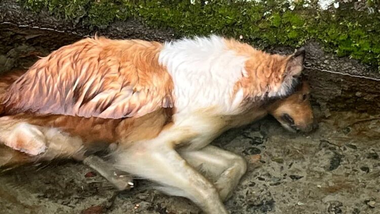 Vittoria, trovati tre cani morti in zona Boscorotondo