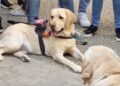 Una delegazione dell’Uici di Ragusa alla XX giornata nazionale del cane guida