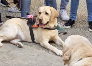 Una delegazione dell’Uici di Ragusa alla XX giornata nazionale del cane guida