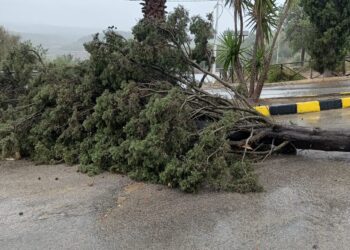 Vittoria, cadono due alberi a causa del maltempo