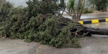 Vittoria, cadono due alberi a causa del maltempo