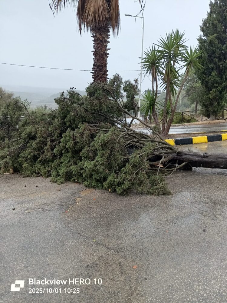 Vittoria, cadono due alberi a causa del maltempo