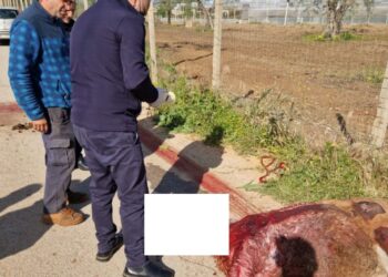 Acate e il pony trascinato con l’auto, assolto l’imputato 41enne