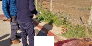 Acate e il pony trascinato con l’auto, assolto l’imputato 41enne